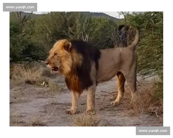 南非雄狮碾压野蛮人队,友谊赛狂揽 35 分创纪录 南非雄狮碾压野蛮人队,友谊赛狂揽 35 分创纪录